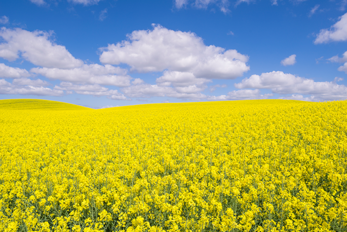 Canola growing in field